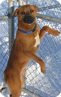 Rottweiler/Mountain Cur Mix Dog for Sale in Lisbon, Ohio - Alfie Rottweiler/Mountain Cur Mix Dog for Sale in Lisbon, Ohio - Alfie