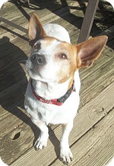 Rat Terrier/Jack Russell Terrier Mix Dog for Sale in Conway, Arkansas - Little Norm - See My Video! Rat Terrier/Jack Russell Terrier Mix Dog for Sale in Conway, Arkansas - Little Norm - See My Video!