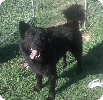 Chow Chow Mix Dog for Sale in Manchester, Connecticut - Bear ADOPTION PENDING Chow Chow Mix Dog for Sale in Manchester, Connecticut - Bear ADOPTION PENDING