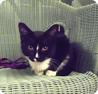 Domestic Shorthair Kitten for Sale in Catasauqua, Pennsylvania - Springer Domestic Shorthair Kitten for Sale in Catasauqua, Pennsylvania - Springer