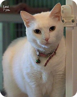Domestic Shorthair Cat for Sale in Gaithersburg, Maryland - Lexi Domestic Shorthair Cat for Sale in Gaithersburg, Maryland - Lexi