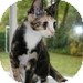 Domestic Shorthair Kitten for Sale in Vancouver, British Columbia - Willa Domestic Shorthair Kitten for Sale in Vancouver, British Columbia - Willa