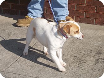 Jack Russell Terrier Mix Dog for Sale in Germantown, Maryland - Biz Jack Russell Terrier Mix Dog for Sale in Germantown, Maryland - Biz