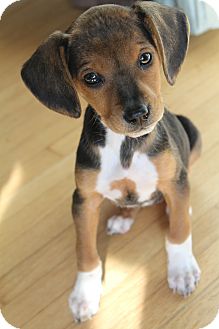 Beagle Mix Puppy for Sale in Hamburg, Pennsylvania - Annie Faith Beagle Mix Puppy for Sale in Hamburg, Pennsylvania - Annie Faith