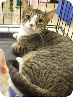 Domestic Shorthair Cat for Sale in Orlando, Florida - Hope Domestic Shorthair Cat for Sale in Orlando, Florida - Hope