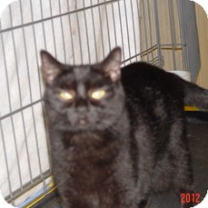 Domestic Shorthair Cat for Sale in Monroe, Georgia - Midnight Domestic Shorthair Cat for Sale in Monroe, Georgia - Midnight