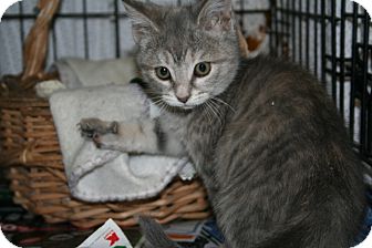 American Shorthair Kitten for Sale in Plainfield, Connecticut - Bopeep American Shorthair Kitten for Sale in Plainfield, Connecticut - Bopeep