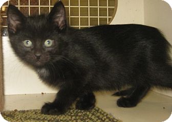 British Shorthair Kitten for Sale in Dallas area, Texas - Devon British Shorthair Kitten for Sale in Dallas area, Texas - Devon