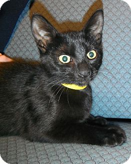 Domestic Shorthair Kitten for Sale in Jackson, Michigan - Squirrel Domestic Shorthair Kitten for Sale in Jackson, Michigan - Squirrel