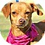 Dachshund/Chihuahua Mix Dog for Sale in Conway, Arkansas - Charlotte Dachshund/Chihuahua Mix Dog for Sale in Conway, Arkansas - Charlotte
