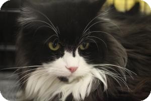 Maine Coon Cat for Sale in Sacramento, California - Pickles Maine Coon Cat for Sale in Sacramento, California - Pickles
