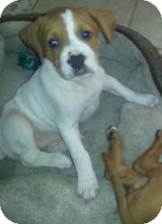 Mastiff/Boxer Mix Puppy for Sale in Marlton, New Jersey - Charlotte Mastiff/Boxer Mix Puppy for Sale in Marlton, New Jersey - Charlotte