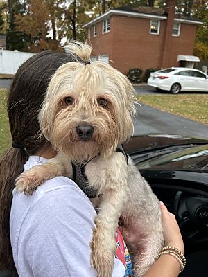 Raleigh Nc Yorkie Yorkshire Terrier Meet Tin Man A Pet For