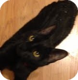 Domestic Shorthair Cat for Sale in Modesto, California - Blackjack Domestic Shorthair Cat for Sale in Modesto, California - Blackjack