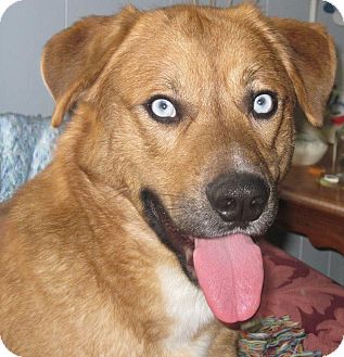 Husky/Golden Retriever Mix Dog for Sale in Carey, Ohio - GIZZMO Husky/Golden Retriever Mix Dog for Sale in Carey, Ohio - GIZZMO