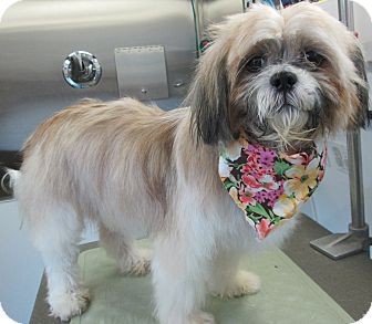 Shih Tzu Mix Dog for Sale in Forked River, New Jersey - Delilah Shih Tzu Mix Dog for Sale in Forked River, New Jersey - Delilah