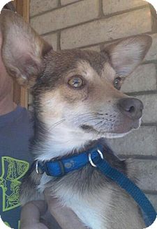 Chihuahua Mix Dog for Sale in Scottsdale, Arizona - Wiley Chihuahua Mix Dog for Sale in Scottsdale, Arizona - Wiley