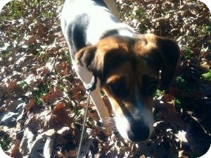 Beagle/Hound (Unknown Type) Mix Puppy for Sale in Bridgewater, New Jersey - Norman Beagle/Hound (Unknown Type) Mix Puppy for Sale in Bridgewater, New Jersey - Norman