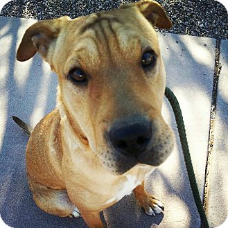 Shar Pei/Labrador Retriever Mix Dog for Sale in Scottsdale, Arizona - Daphnee Shar Pei/Labrador Retriever Mix Dog for Sale in Scottsdale, Arizona - Daphnee