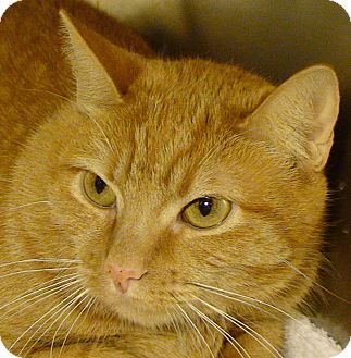 Domestic Shorthair Cat for Sale in El Cajon, California - Gracie Domestic Shorthair Cat for Sale in El Cajon, California - Gracie