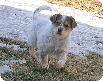 Australian Cattle Dog/Corgi Mix Puppy for Sale in Boise, Idaho - Evie Australian Cattle Dog/Corgi Mix Puppy for Sale in Boise, Idaho - Evie