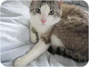 Domestic Shorthair Cat for Sale in Chicago, Illinois - Mister Sienna Domestic Shorthair Cat for Sale in Chicago, Illinois - Mister Sienna