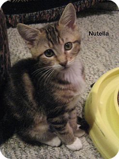 Domestic Shorthair Kitten for Sale in Portland, Oregon - Nutella Domestic Shorthair Kitten for Sale in Portland, Oregon - Nutella