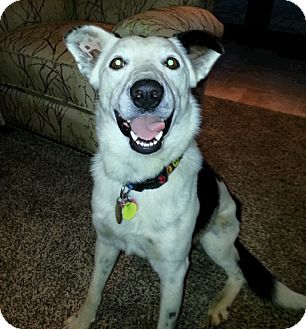 Border Collie/Australian Cattle Dog Mix Dog for Sale in Edmond, Oklahoma - Frisco Border Collie/Australian Cattle Dog Mix Dog for Sale in Edmond, Oklahoma - Frisco