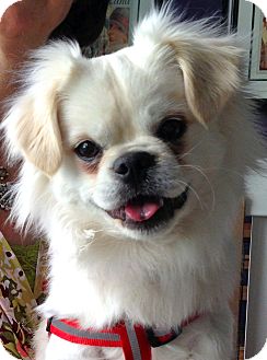 Japanese Chin Mix Puppy for Sale in Thousand Oaks, California - Bogie Japanese Chin Mix Puppy for Sale in Thousand Oaks, California - Bogie