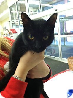 Domestic Shorthair Cat for Sale in Riverhead, New York - Eclipse Domestic Shorthair Cat for Sale in Riverhead, New York - Eclipse