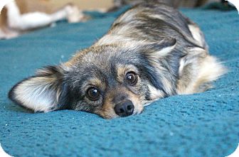 Papillon/Pomeranian Mix Dog for Sale in Temecula, California - Murray Papillon/Pomeranian Mix Dog for Sale in Temecula, California - Murray