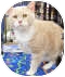 Domestic Shorthair Cat for Sale in Harrisburg, North Carolina - Sir Lancelot Domestic Shorthair Cat for Sale in Harrisburg, North Carolina - Sir Lancelot