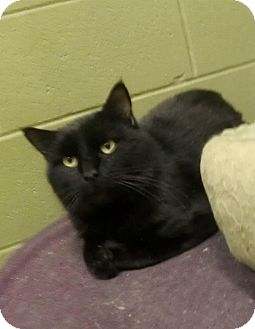 Domestic Shorthair Cat for Sale in Edmond, Oklahoma - Ferris Domestic Shorthair Cat for Sale in Edmond, Oklahoma - Ferris