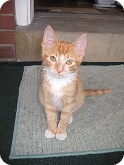Domestic Shorthair Kitten for Sale in St. Louis, Missouri - Thriller Domestic Shorthair Kitten for Sale in St. Louis, Missouri - Thriller