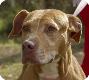 Pit Bull Terrier Mix Dog for Sale in Gainesville, Florida - Buffy Pit Bull Terrier Mix Dog for Sale in Gainesville, Florida - Buffy