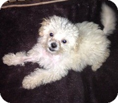 Maltese Mix Puppy for Sale in San Diego, California - Jumbo Jack Maltese Mix Puppy for Sale in San Diego, California - Jumbo Jack