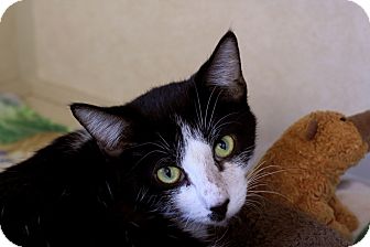 Domestic Shorthair Cat for Sale in Chicago, Illinois - Lamé Domestic Shorthair Cat for Sale in Chicago, Illinois - Lamé