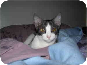 Domestic Shorthair Cat for Sale in San Jose, California - Jeremy Domestic Shorthair Cat for Sale in San Jose, California - Jeremy