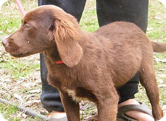 Setter (Unknown Type) Mix Puppy for Sale in anywhere, New Hampshire - Heather adoption fee reduced Setter (Unknown Type) Mix Puppy for Sale in anywhere, New Hampshire - Heather adoption fee reduced