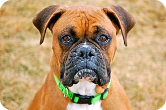 Boxer Mix Dog for Sale in Meridian, Idaho - Seass Boxer Mix Dog for Sale in Meridian, Idaho - Seass
