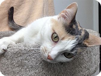 Calico Cat for Sale in Foothill Ranch, California - Karma Calico Cat for Sale in Foothill Ranch, California - Karma