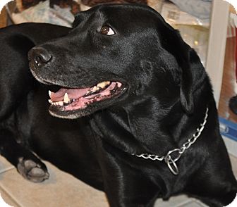 Labrador Retriever Dog for Sale in Scottsdale, Arizona - Charra Labrador Retriever Dog for Sale in Scottsdale, Arizona - Charra