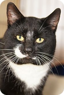 Domestic Shorthair Cat for Sale in Medford, Massachusetts - Johnson Domestic Shorthair Cat for Sale in Medford, Massachusetts - Johnson