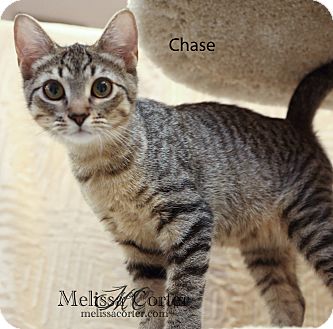 Domestic Shorthair Kitten for Sale in Phoenix, Arizona - Chase Domestic Shorthair Kitten for Sale in Phoenix, Arizona - Chase