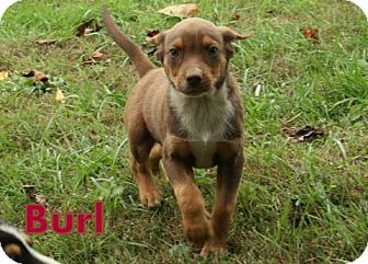 Retriever (Unknown Type) Mix Puppy for Sale in Danbury, Connecticut - Burl ADOPTION PENDING Retriever (Unknown Type) Mix Puppy for Sale in Danbury, Connecticut - Burl ADOPTION PENDING