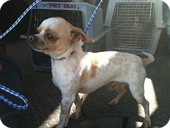 Chihuahua Dog for Sale in Phoenix, Arizona - Squirt Chihuahua Dog for Sale in Phoenix, Arizona - Squirt
