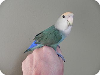 Lovebird for Sale in St. Louis, Missouri - Jasper Lovebird for Sale in St. Louis, Missouri - Jasper