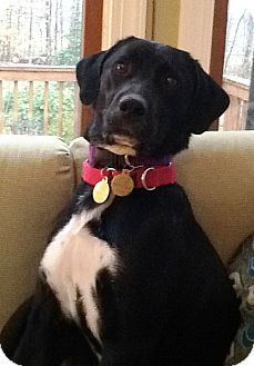 Labrador Retriever Mix Dog for Sale in Richmond, Virginia - Jackie Labrador Retriever Mix Dog for Sale in Richmond, Virginia - Jackie