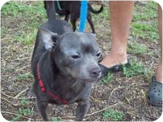 Chihuahua Dog for Sale in Orlando, Florida - Ricky Chihuahua Dog for Sale in Orlando, Florida - Ricky