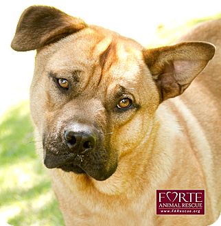 Boxer/Chow Chow Mix Dog for Sale in Marina del Rey, California - Charlie Boxer/Chow Chow Mix Dog for Sale in Marina del Rey, California - Charlie